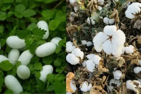 Silk and cotton fabric comparison
